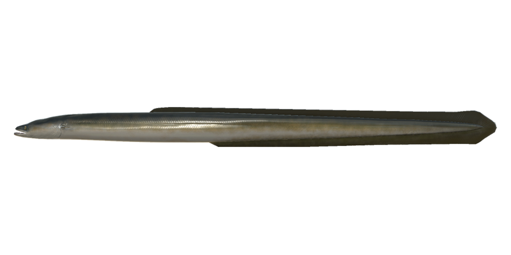 Fischarten